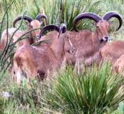 Free Range Aoudad Sheep Hunting. Guided Hunts Texas Bighorn Sheep Hunting.