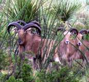 Free Range Aoudad Sheep Hunting. Guided Hunts Texas Bighorn Sheep Hunting.