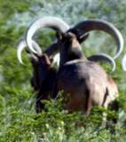 Free Range Aoudad Sheep Hunting. Guided Hunts Texas Bighorn Sheep Hunting.