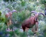Free Range Aoudad Sheep Hunting. Guided Hunts Texas Bighorn Sheep Hunting.