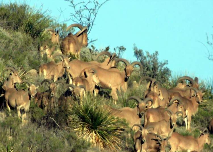 Texas Exotic Hunting Safaris With All Seasons Guide Service.