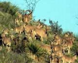 Free Range Aoudad Sheep Hunting. Guided Hunts Texas Bighorn Sheep Hunting.