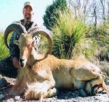 Free Range Aoudad Sheep Hunting. Guided Hunts Texas Bighorn Sheep Hunting.