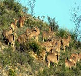 Free Range Aoudad Sheep Hunting. Guided Hunts Texas Bighorn Sheep Hunting.